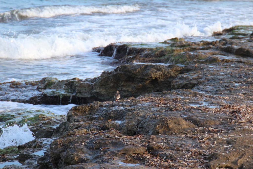 ave en playa del sombrerico